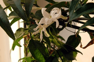 茉莉花如何施肥