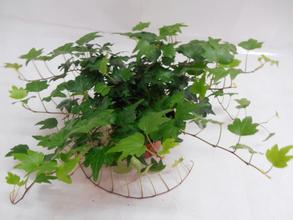 常春藤如何扦插