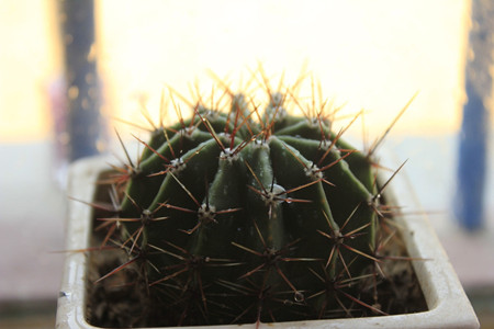 仙人球浇水的方法