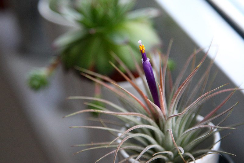 空气凤梨春、夏、秋、冬如何种植？