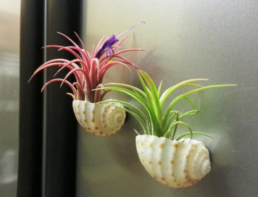 空气凤梨春、夏、秋、冬如何种植？