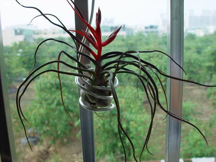 空气凤梨春、夏、秋、冬如何种植？