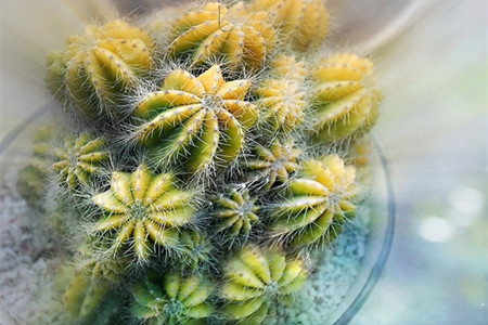 如何培育仙人球的新品种