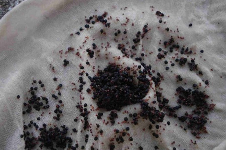 如何培育仙人球的新品种