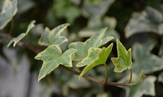 常春藤如何浇水