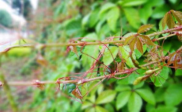 常春藤如何浇水