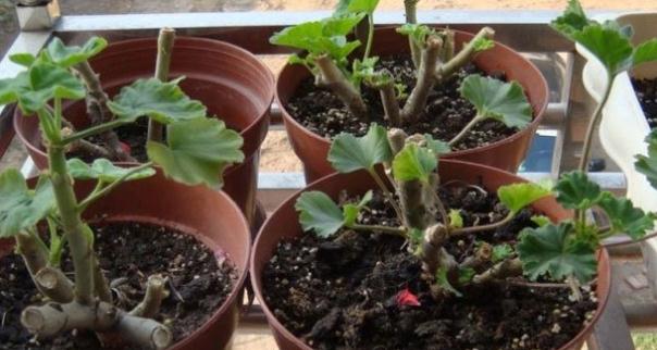 天竺葵如何修剪整形