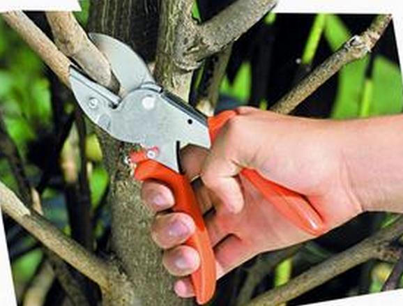 天竺葵如何修剪整形