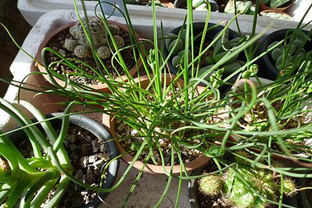 弹簧草的冬季养护