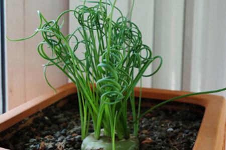 弹簧草的冬季养护