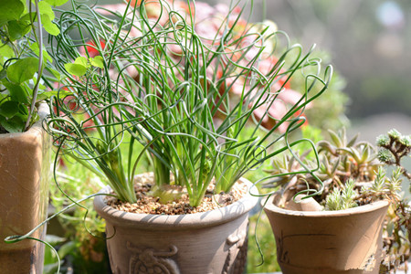 弹簧草的冬季养护