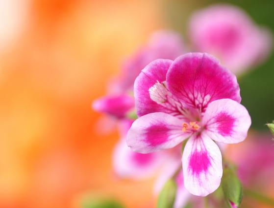 天竺葵分月养护技巧