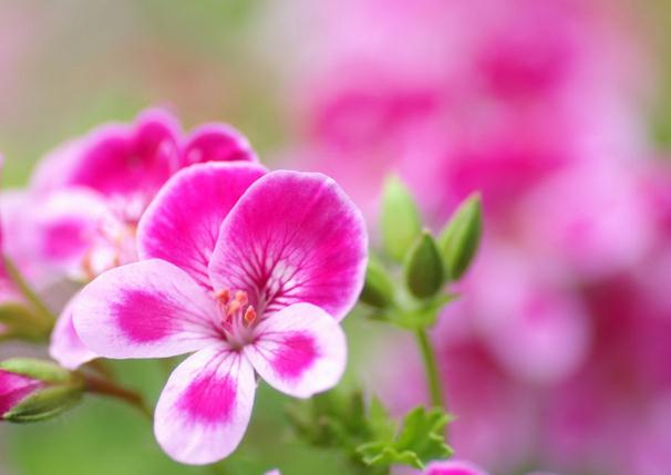 天竺葵分月养护技巧