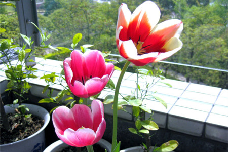 郁金香的养护方法