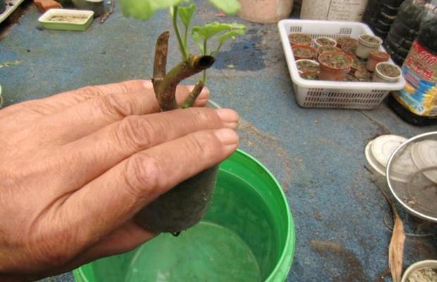 天竺葵的扦插方法