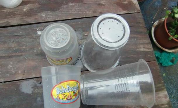 天竺葵的扦插方法