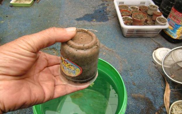 天竺葵的扦插方法