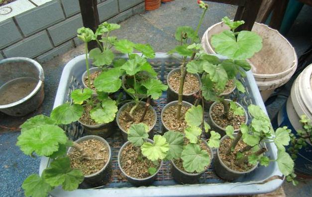 天竺葵的扦插方法