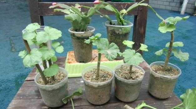 天竺葵的扦插方法