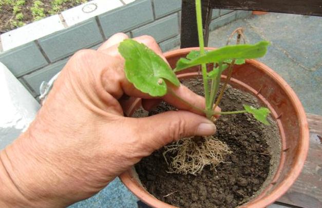 天竺葵的扦插方法