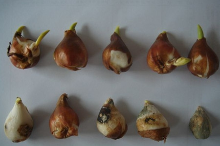 郁金香鳞茎腐烂了解决办法
