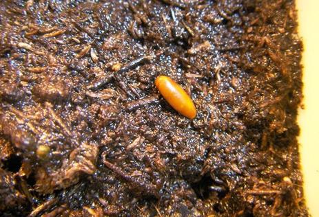 天竺葵播种方法