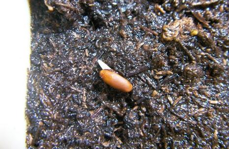 天竺葵播种方法