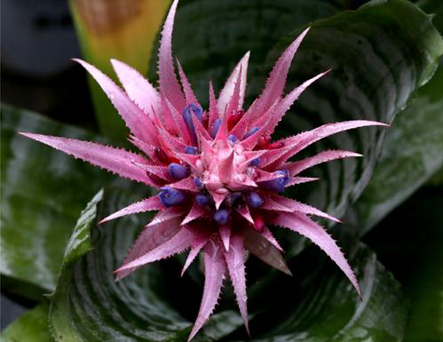 如何让鸿运当头开花