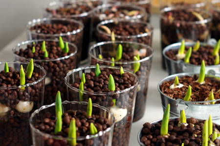 郁金香品种退化了解决办法