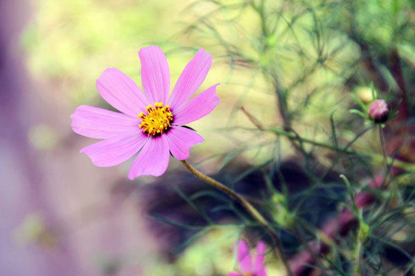 格桑花如何种