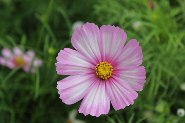格桑花如何种