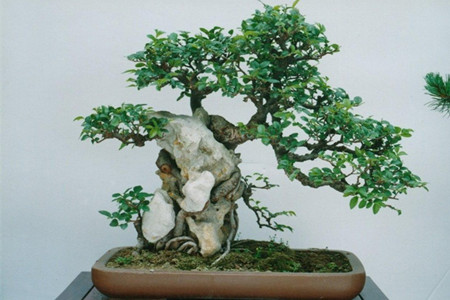 榆树盆景的养护方法