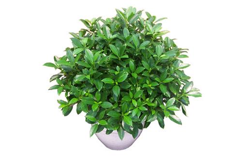 非洲茉莉的修剪方法