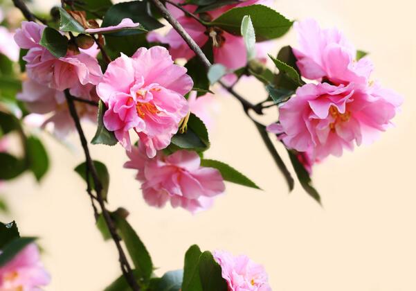 山茶花怎么养，山茶花养殖方法和注意事项(耐寒怕高温)
