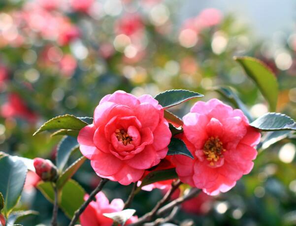 山茶花怎么养，山茶花养殖方法和注意事项(耐寒怕高温)
