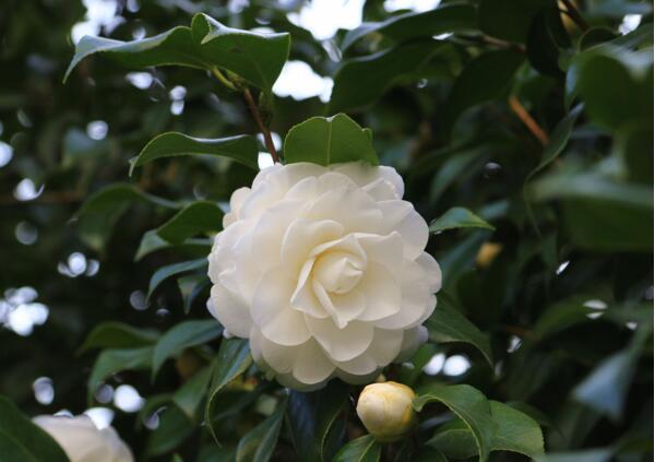 山茶花怎么养，山茶花养殖方法和注意事项(耐寒怕高温)