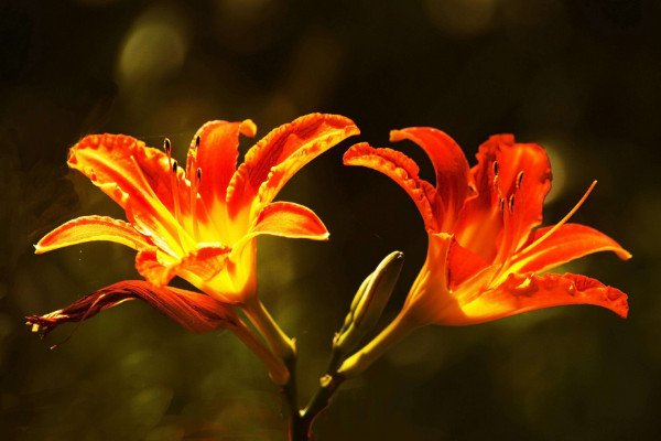 百合花放在卧室好吗，不建议放在卧室内养殖观赏