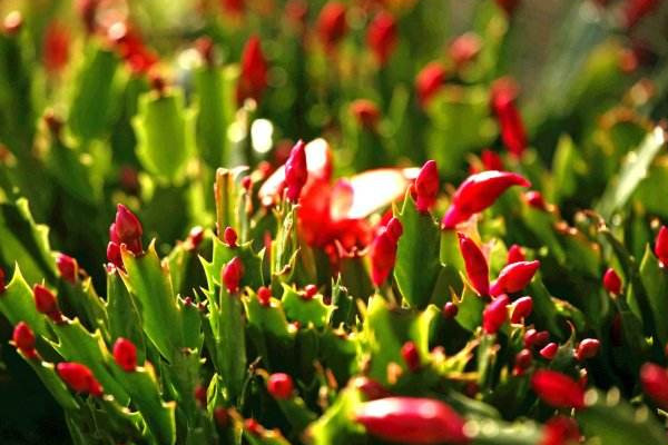 蟹瓜兰开花期间怎么种植，调节浇水停止施肥