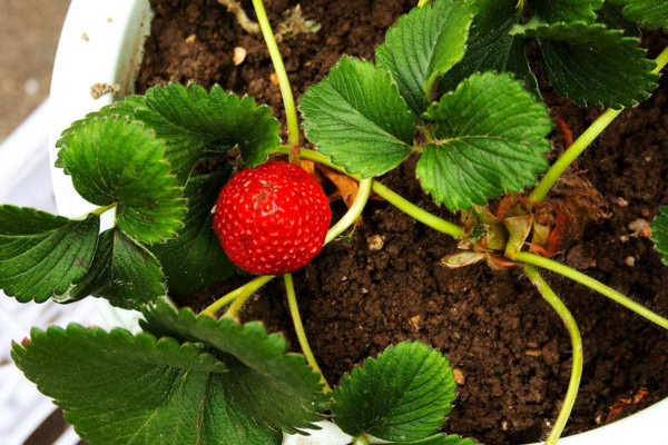 盆栽草莓的种植方法，土壤要肥沃维持散射光