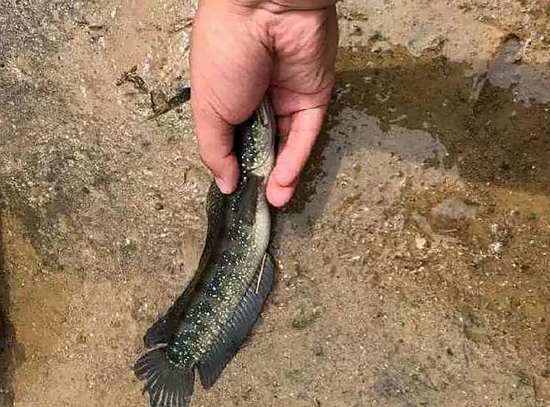 它最大不超过半斤，长得像泥鳅，俗称“鱼中珍品”，长江上游特有