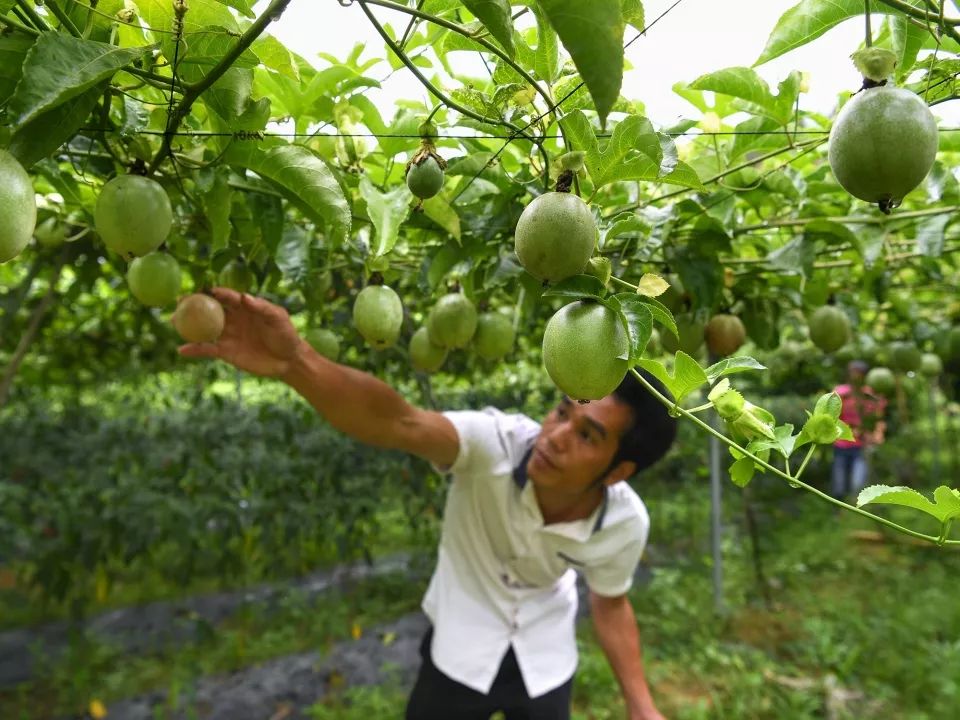 30年前才引入我国种植，因水多而出名，如今成农民的“摇钱树”