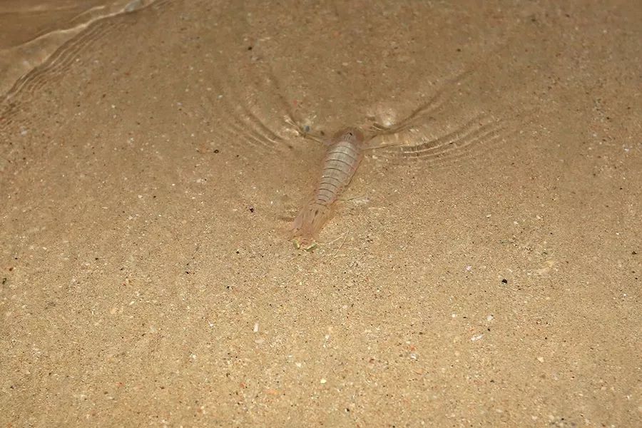 皮皮虾：喜欢在沙滩打洞，一身是壳没多少肉，却成网红美食50元一斤不够吃