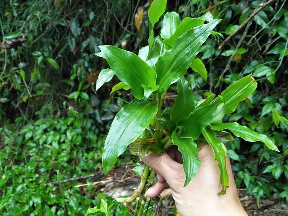 稻田里一种似竹叶的“恶草”，常被拔去喂猪，殊不知煮粥是一绝 痰火草的功效与作用介绍