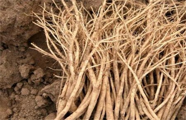 黄芪种植中经常遇见的问題