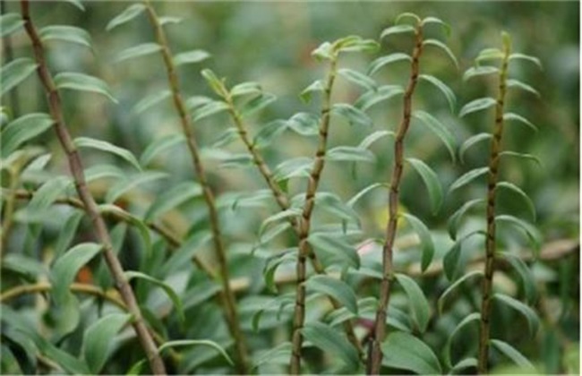 铁皮石斛种植注意些什么
