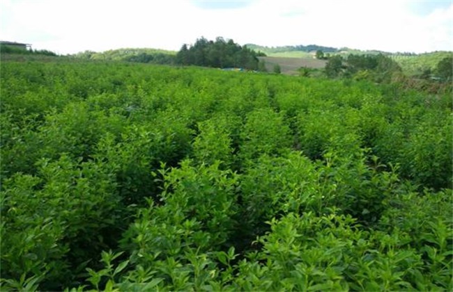 种植仓术怎么管理