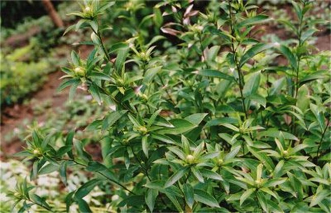 种植仓术怎么管理