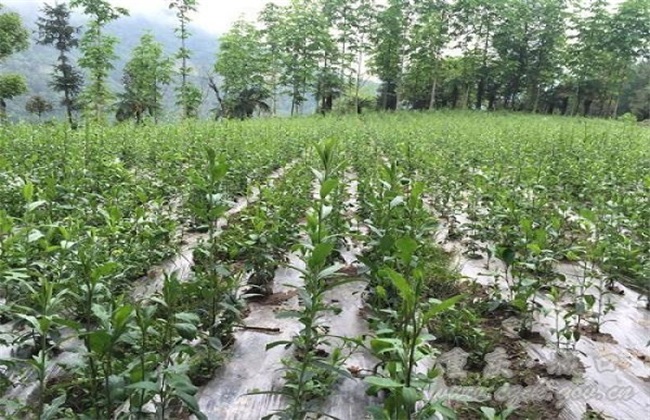 种植仓术怎么管理