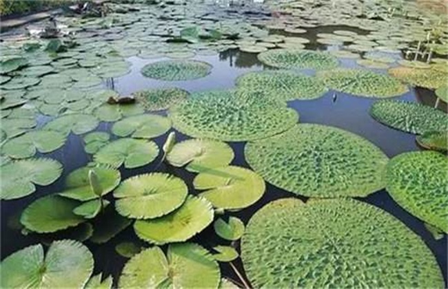 芡实种植需要什么条件