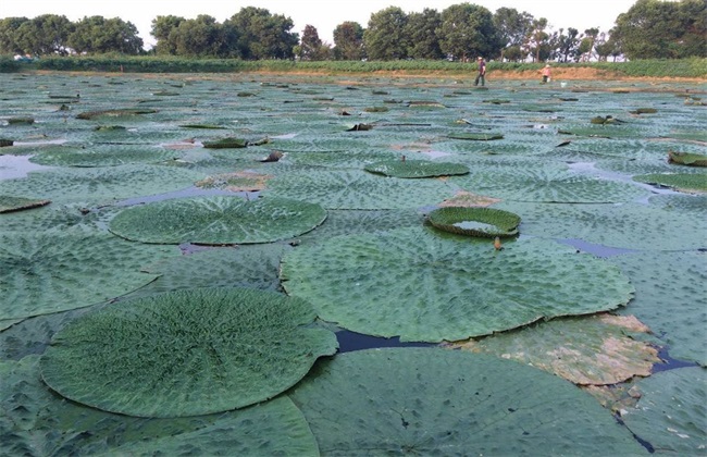 芡实种植需要什么条件